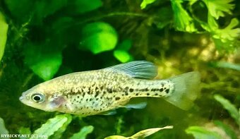 Čapala pardálí - 2