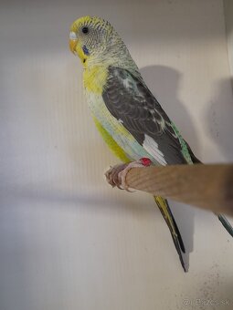 Blackwing andulky - 2