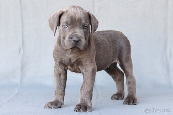 Cane corso s PP - 2