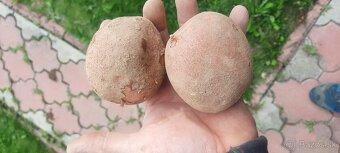 Zemiaky červené (Red anna). - 2