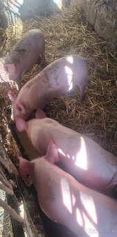 Predam odstavcata - 2