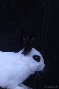 Zakrslé králiky - 2