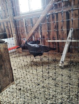 Bronzové morky. - 2