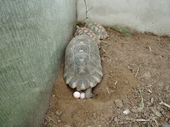 Suchozemská korytnačka-odchov 2025 - 2
