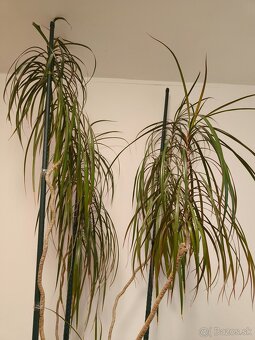 Predam krasnu vysoku Dracenu - 2