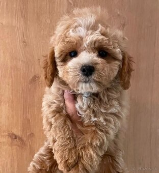 Pudel+ Maltese= Maltipoo girl - 2