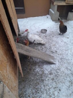 Čínsky Káčer - 2