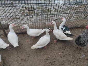 Pižmové kačice. - 2