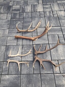 Zhody, parožie ,trofeje - 2