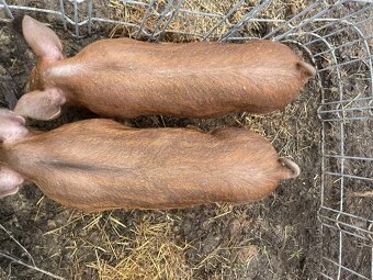 Mangalica x Durok - 2