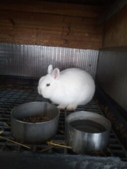 Zdrobnely kralik - 2