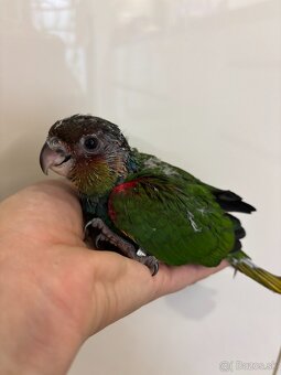 Pyrura modrobradý - 2