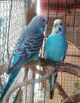 Andulky - 2