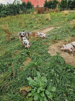 Kune kune - 2