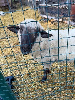 Baran - Nemecká čiernohlavá ovca - 2