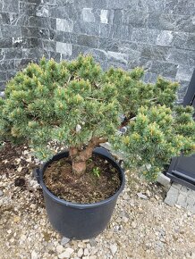 Bonsai -borovica(pinus sylvestris) - 2