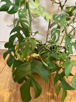 Monstera minima - 2