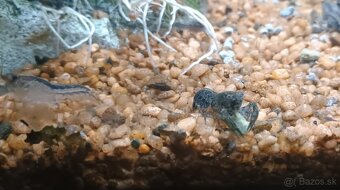 Mini rak cambarellus texanus - 2
