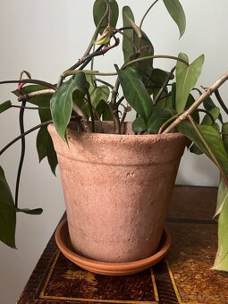 Kvetináč ZARA HOME + Philodendron - 2