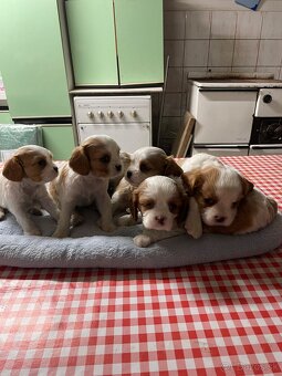 Kavalier King Charles Spaniel - 2