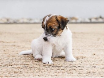Jack russel teriér s PP - 2