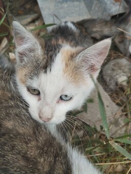 🐾 Darujem krásne mačiatka do dobrých rúk (2 mesačné) 🐾 - 2