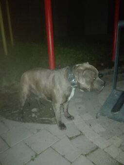 American bully - 2