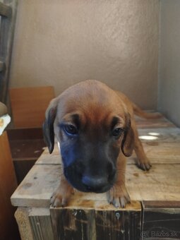 Darujem 2 psikov - 2