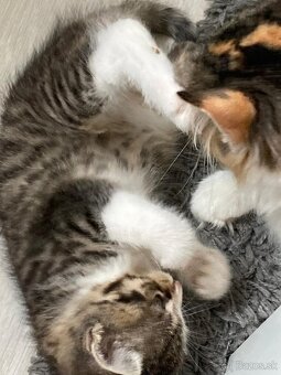 Sibírska mačka - mačiatka 🐈⬛ - 2