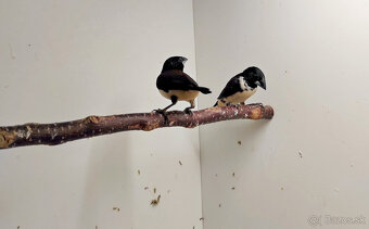 Stračka veľká - 2