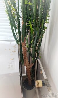 Euphorbia trigona AKTUÁLNE - 2