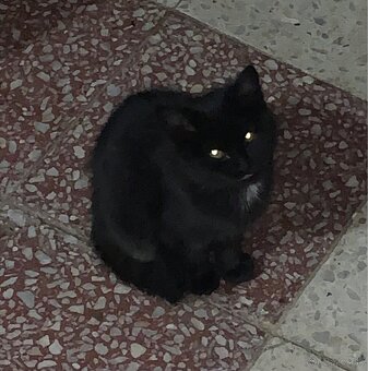 Darujem mačičku - 2