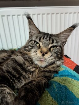 Mainska myvalia s PP - 2