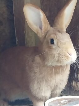 Burgundský králik samica - 2