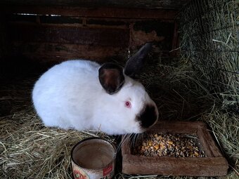 Kalifornský králik - 2