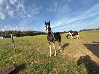 Úžasný Hřebeček hledá Parťáka - 2