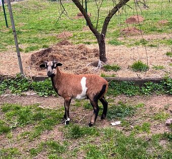 baran kamerunsky - 2