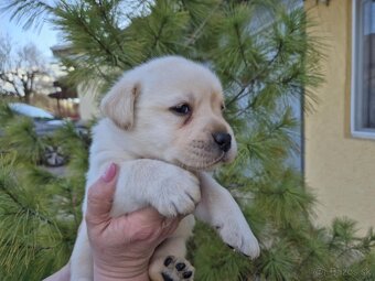 Labrador s PP - 2