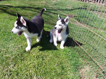 Sibírsky husky, hasky - 2