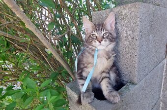 Mainska myvalia Mainne coon Mco - 2