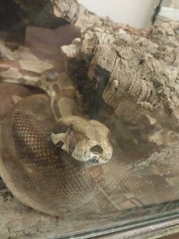 Boa constrictor adult, Doprava po SR/Faunia/ZE/Akvatera - 2