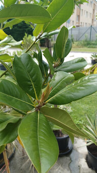 Predám Magnoliu Grandifloru . - 2