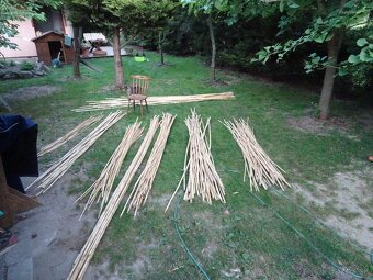 Predám stovky bambusov za symbolickú cenu rôznych dľžok - 2