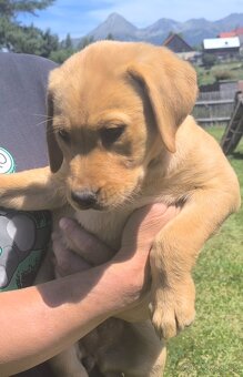 Šteniatka labradora - 2