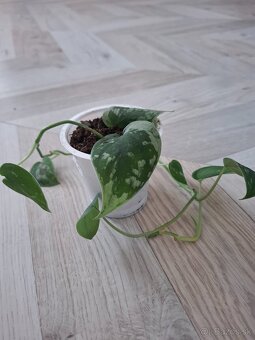 Scindapsus scin - 2