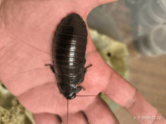 Šváb madagaskarský (Gromphadorhina portentosa) - 2