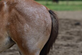 American Quarter horse kobylka - 2