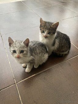 3 mačiatka - 2