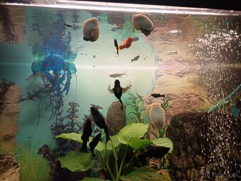 Darujem slimákov - 2