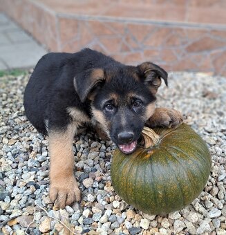 Nemecký ovčiak - šteniatka - 2